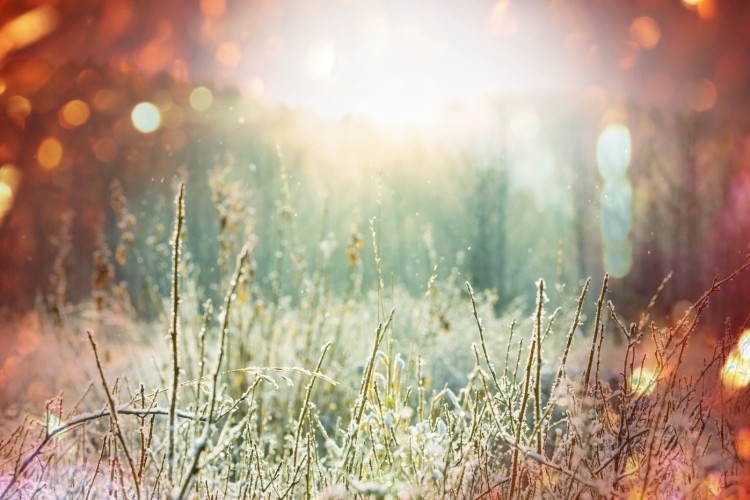 Woman drinking tea and looking out of window